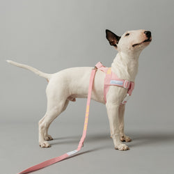 AXX HARNESS-PINK